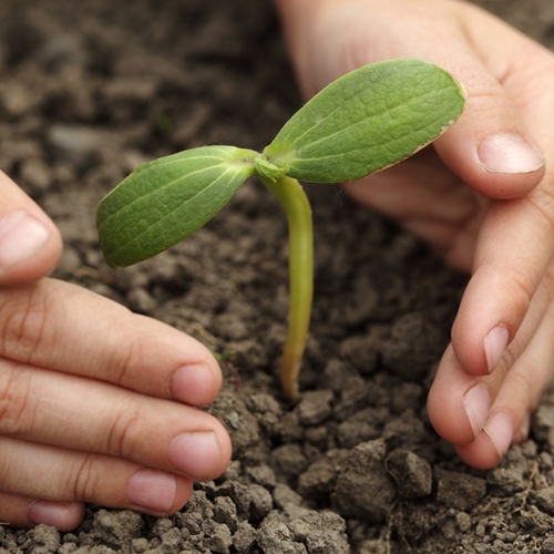 Industrial park Manufacturas Zapalinamé is working toward sustainability.