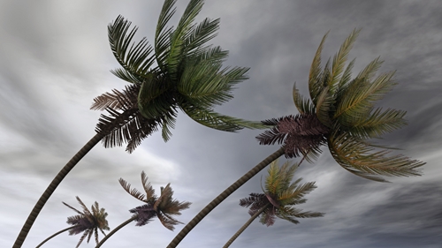 A picture showing how the palm trees bend in the event of strong winds and a hurricane.